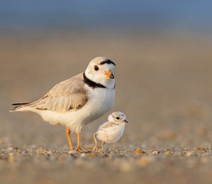 Our story > Piping plover population making a comeback on Ontario's ...