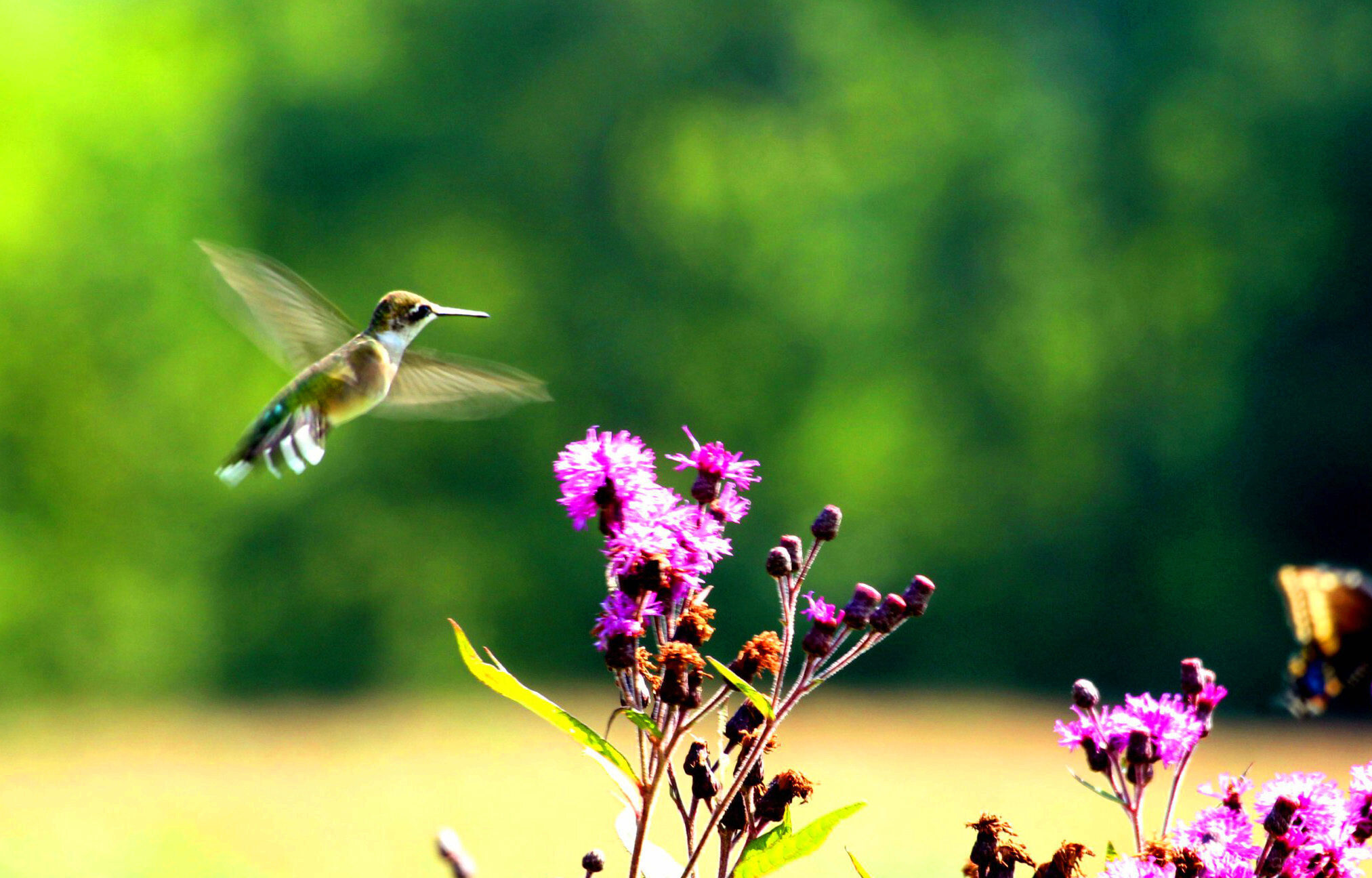 A hummingbird hovers near pink wildflowers.