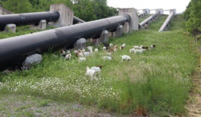 A herd of goats at work under the penstocks at OPG's DeCew hydro generating stations in Niagara.
