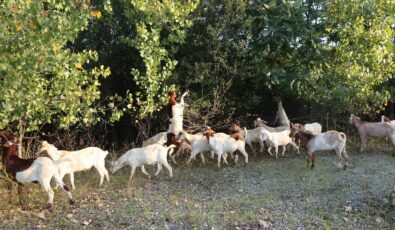 At OPG’s sites in Niagara Falls, about 50 goats have been busy this fall clearing invasive species, weeds, and overgrowth.