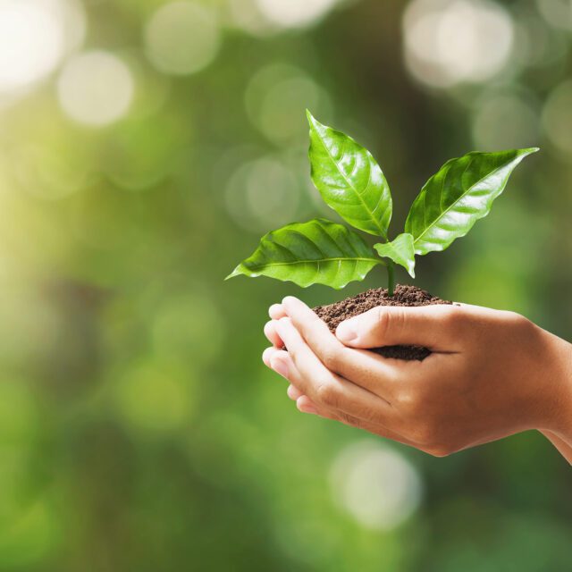 A hand holding young plant on blur green nature background. concept eco earth day.